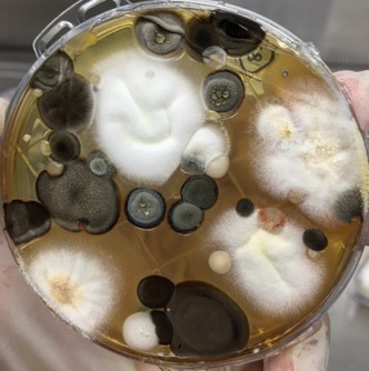 Iniciativa EXPO-GREEN 