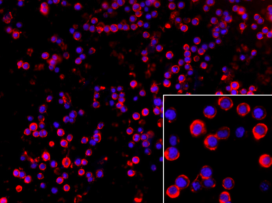 Conheça a iniciativa Novos CARTs 