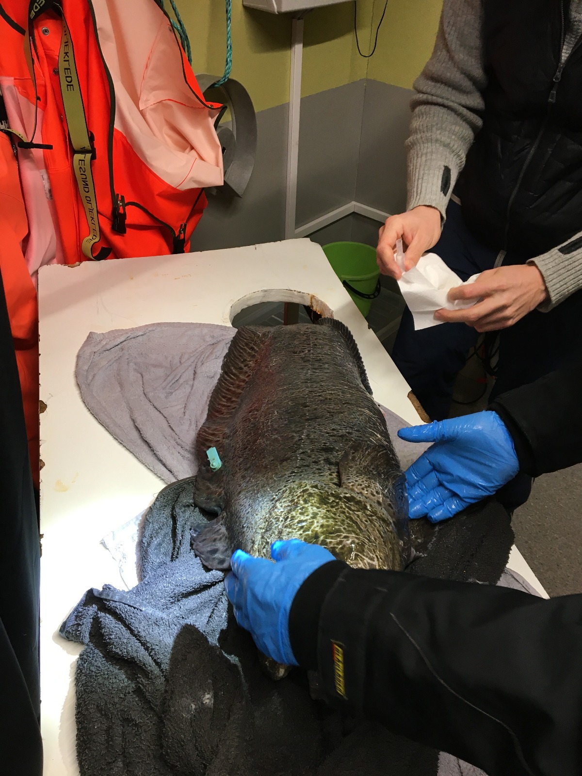 LEEI-FA | WOLFFISH - Improvement of sperm quality indicators in spotted wolfish (Anarhichas minor) 