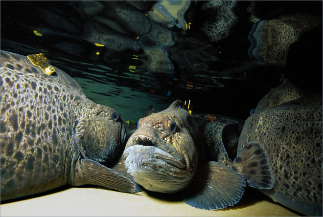 Peixe Lobo é objeto de estudo entre Portugal e a Noruega