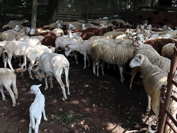 hiWOOL: an initiative between Portugal and Norway to study the wool culture