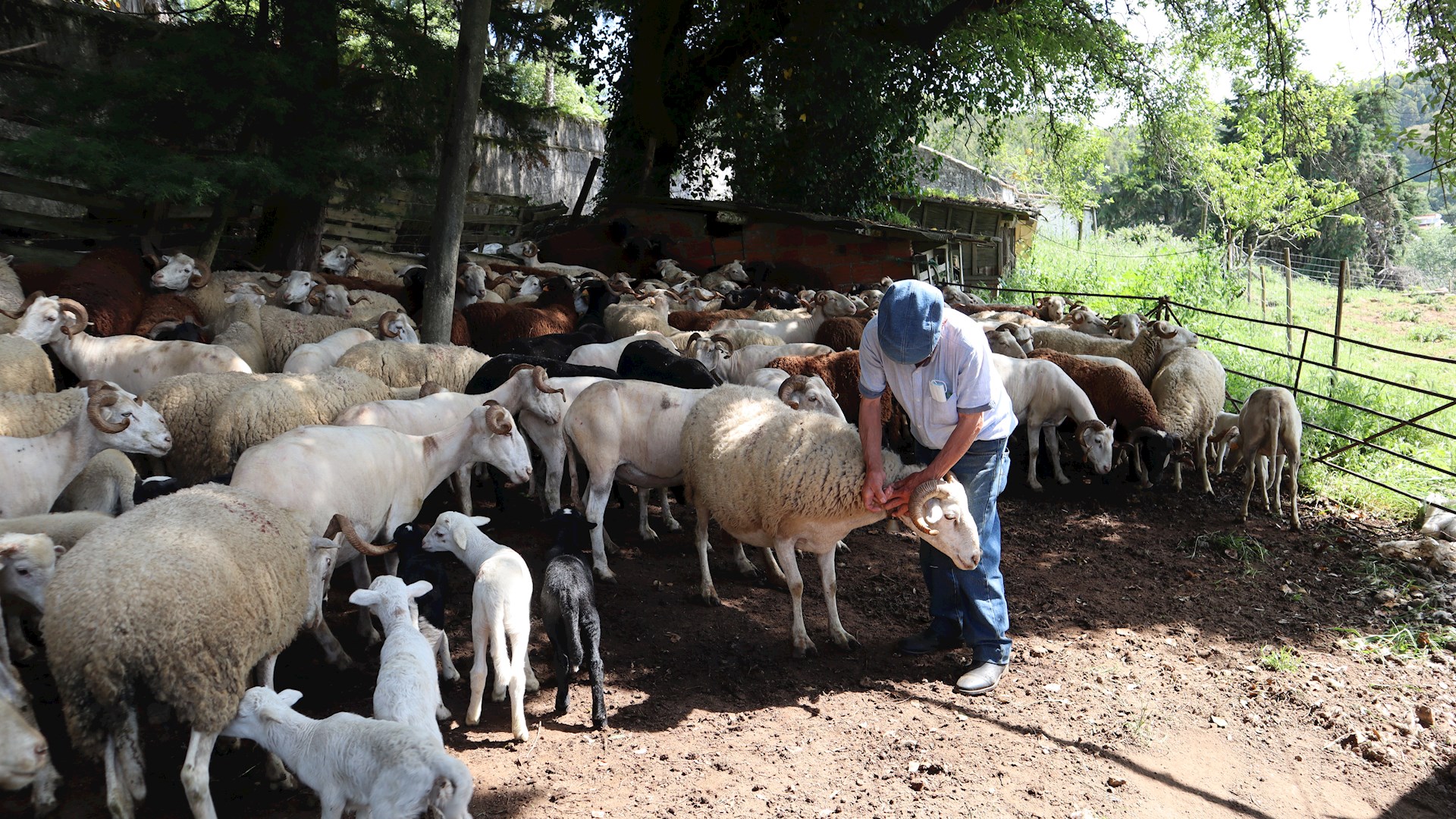 hiWOOL: Portugal e Noruega estudam a cultura da lã