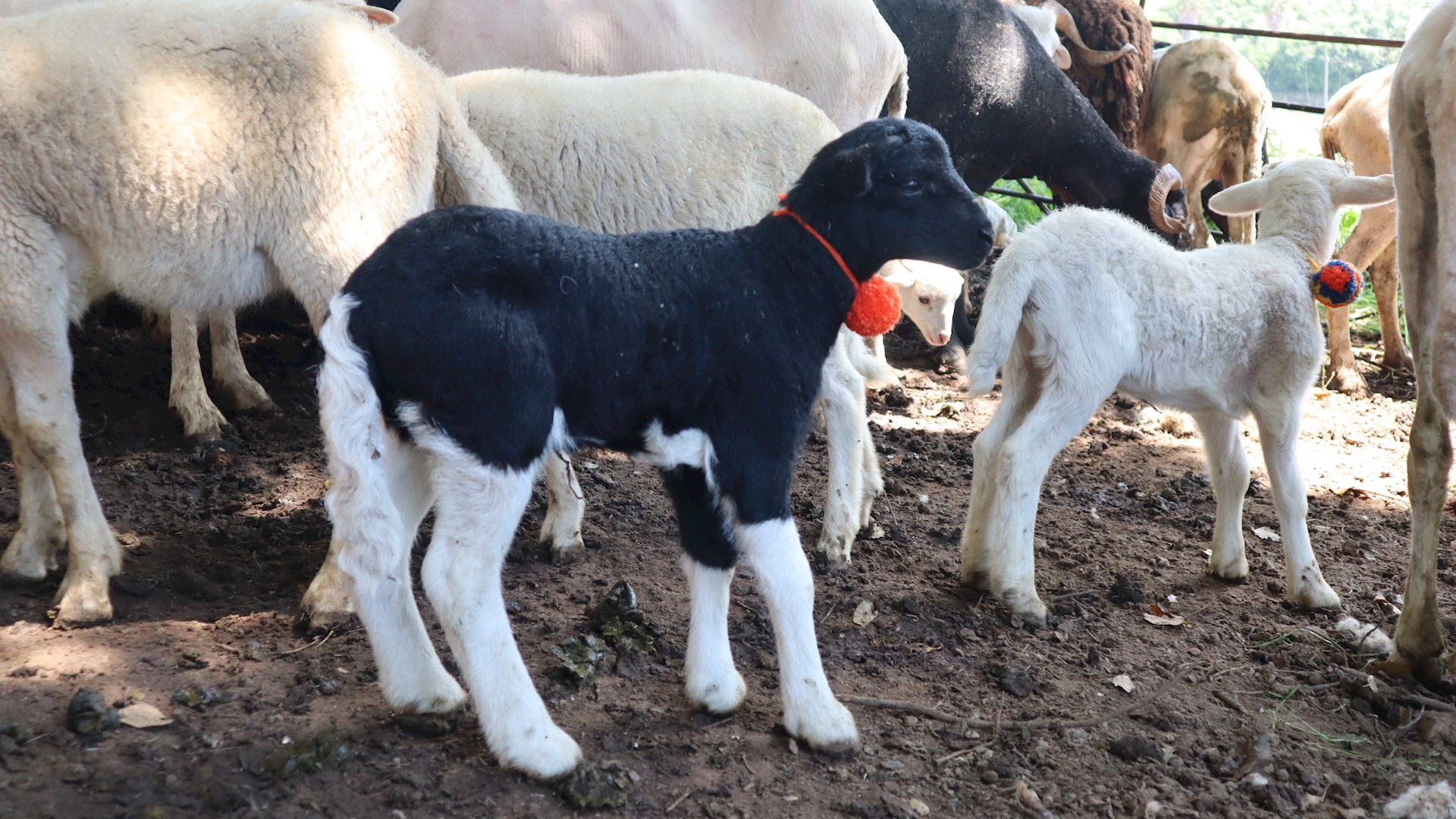 hiWOOL - Network for heritage and innovation for the future of WOOL