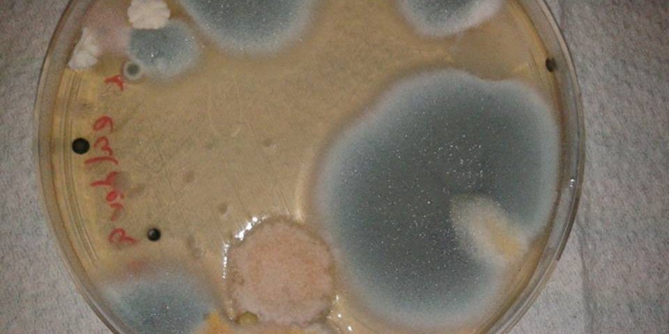  MycoClimaChange - Exposure to mycotoxins in a climate change scenario