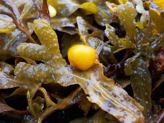 Iniciativa Adaptchange estuda os mecanismos de adaptação a alterações ambientais