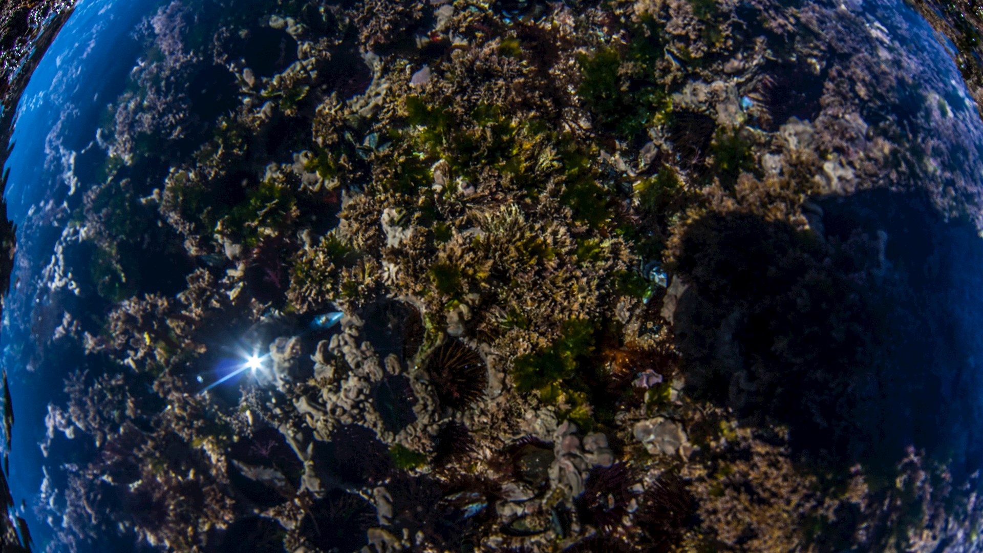 Conhecer para Preservar | Ouriço-do-MAR