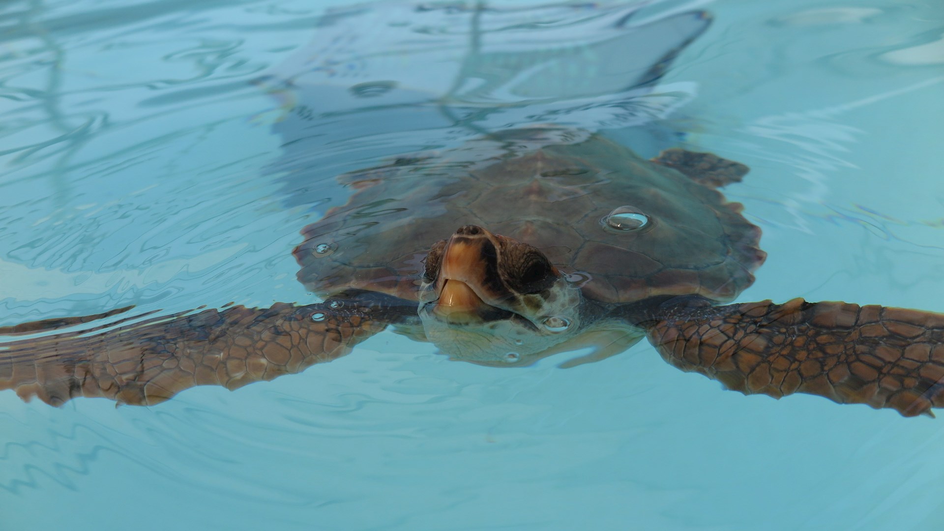 ECOMARE - SOS Animais Marinhos