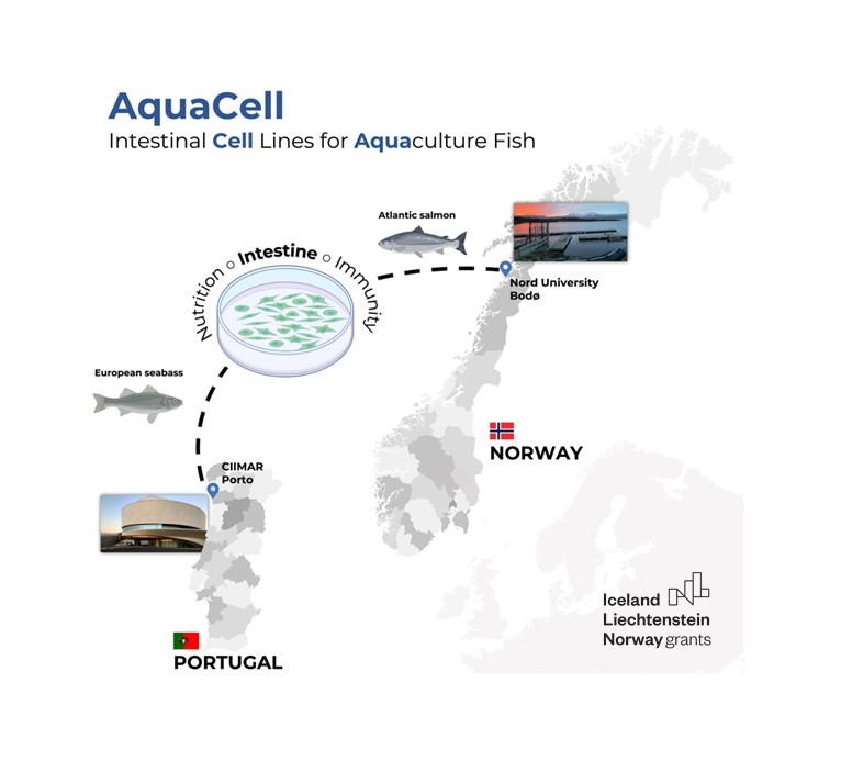 AquaCell - Linhas celulares intestinais de robalo Europeu e salmão do Atlântico - Aplicações e necessidades
