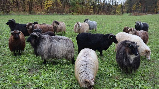 Ovelhas da raça Old Norwegian Short Tail sheep breed (Spælsau) na quinta real Bygdøy, em Oslo.