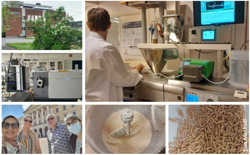 Troca de conhecimentos entre Portugal e a Noruega sobre novas farinhas à base de plantas feitas com ingredientes portugueses 