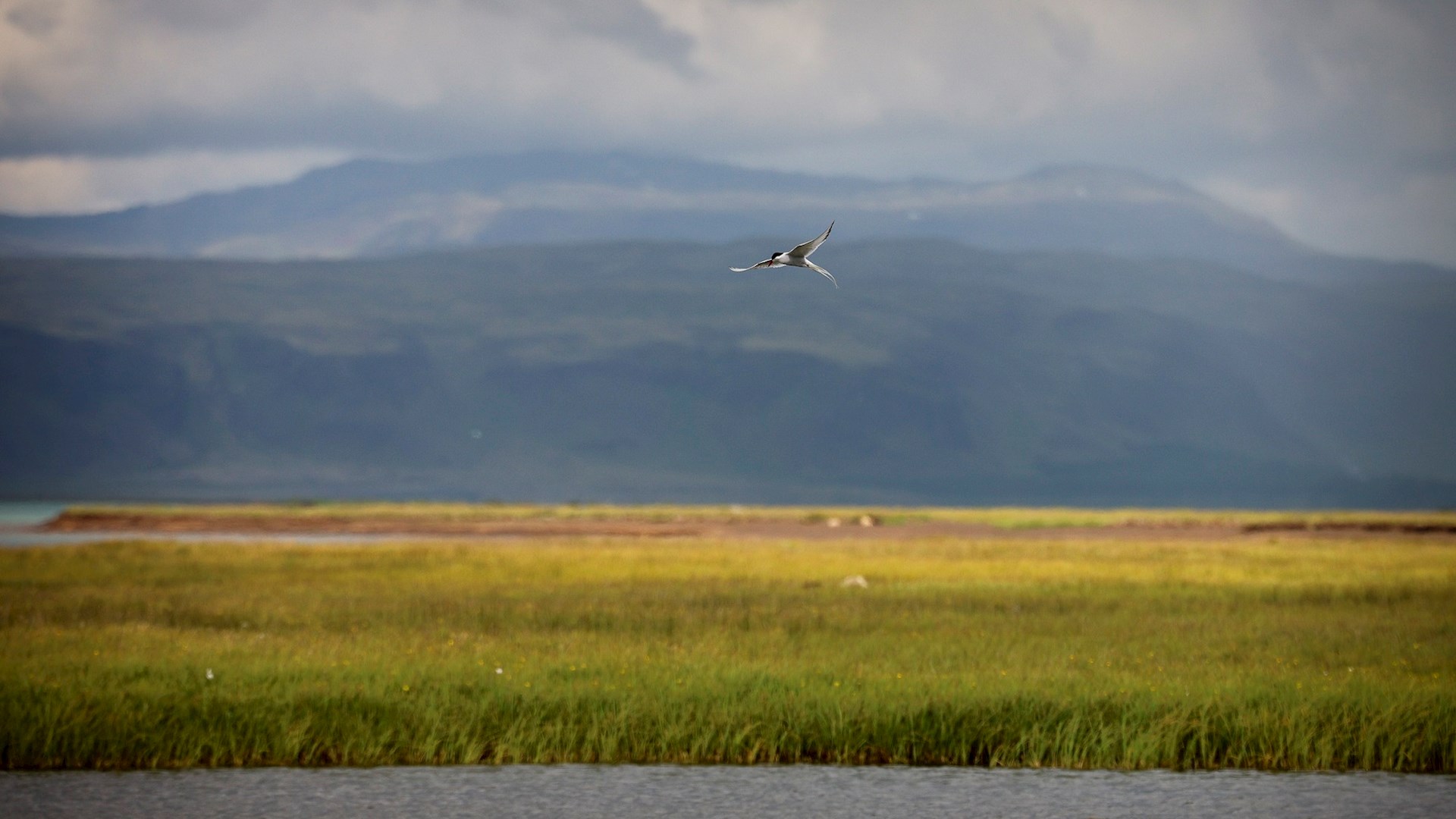 O trabalho dos cientistas portugueses na Islândia já está disponível no Público