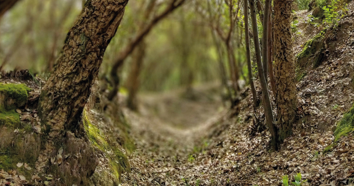 Dia da Floresta Autóctone | Ação de Plantação