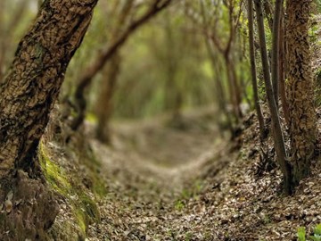 Dia da Floresta Autóctone | Ação de Plantação