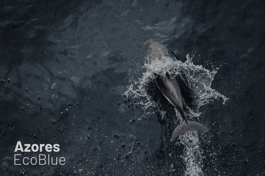 Azores Ecoblue  - Fórum do Mar e Ambiente, Um caminho para a Economia Circular e Azul 