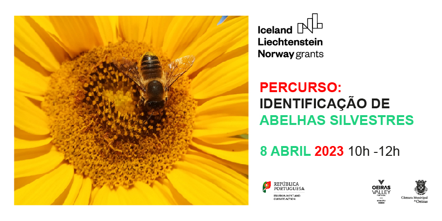 À Descoberta das Abelhas Silvestres