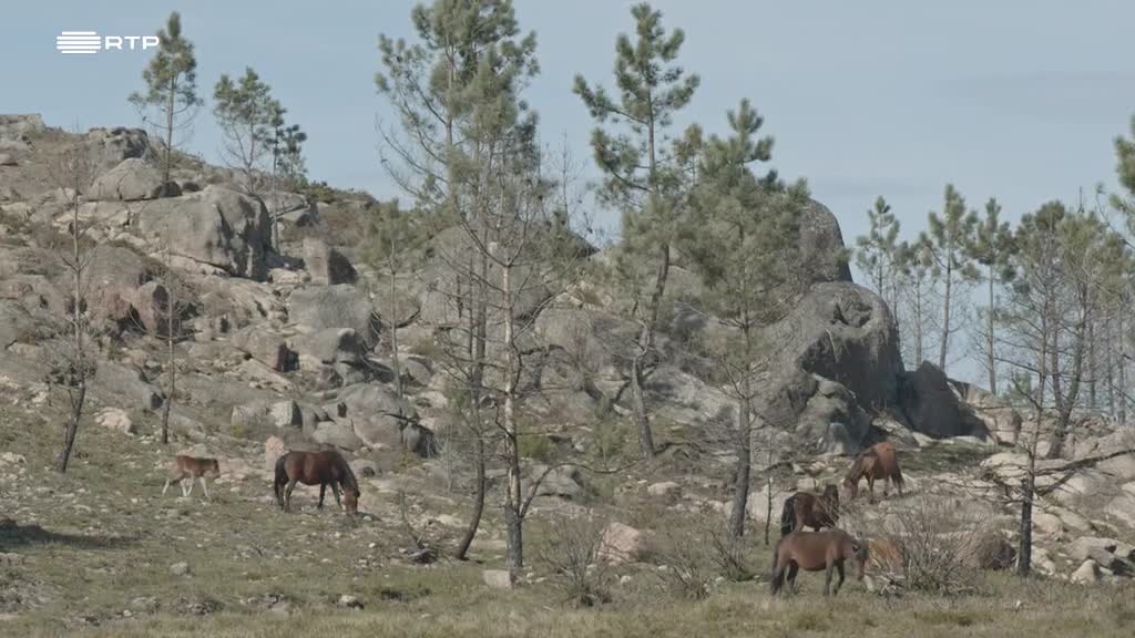 Conheça a Reserva Transfronteiriça Gerês/Xurês
