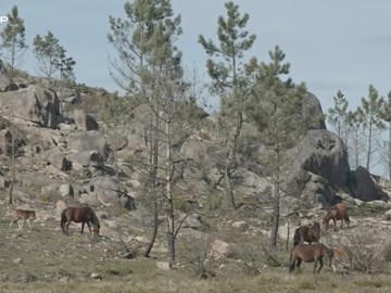 Conheça a Reserva Transfronteiriça Gerês/Xurês