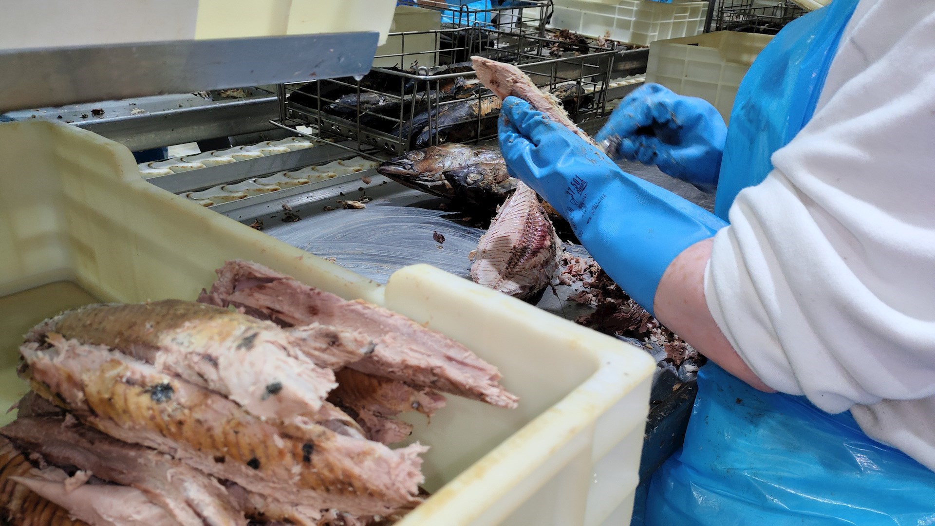 Evento de Apresentação do Projeto "Green Fish Oil from Blue Industry"