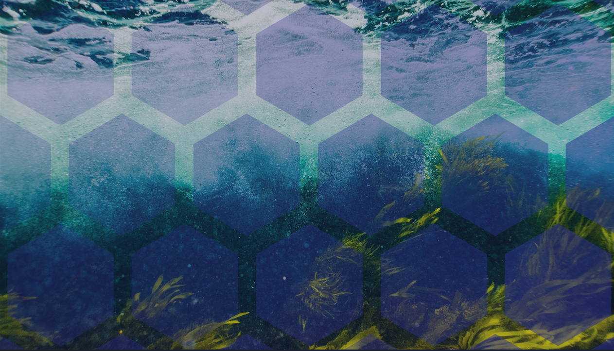 Apresentação de Resultados Projeto Recycled Reef