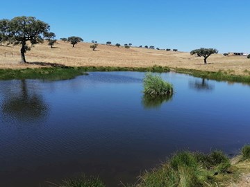 Programa Ambiente dos EEA Grants Portugal promove resiliência climática no Baixo Alentejo e no Parque Natural do Vale do Guadiana