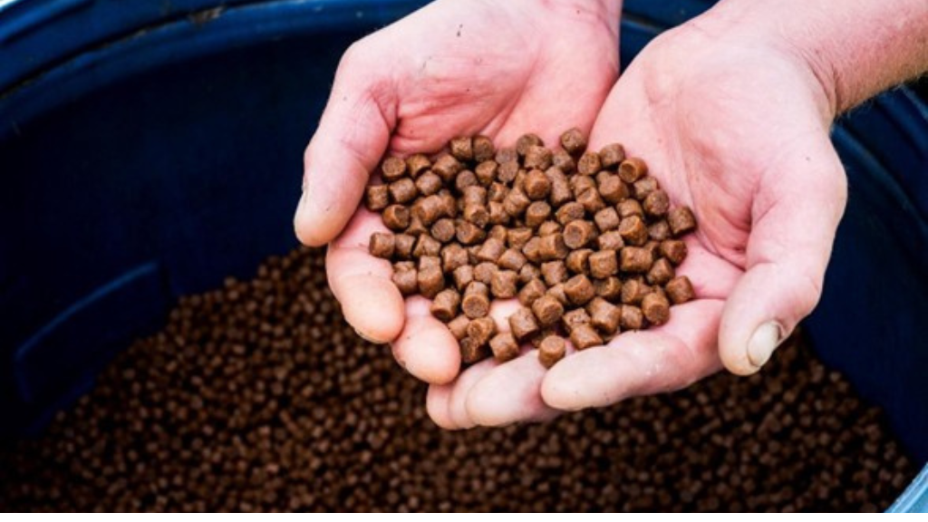 AQUADigest encerra com sucesso e deixa avanços inovadores na digestão in vitro para a Aquacultura